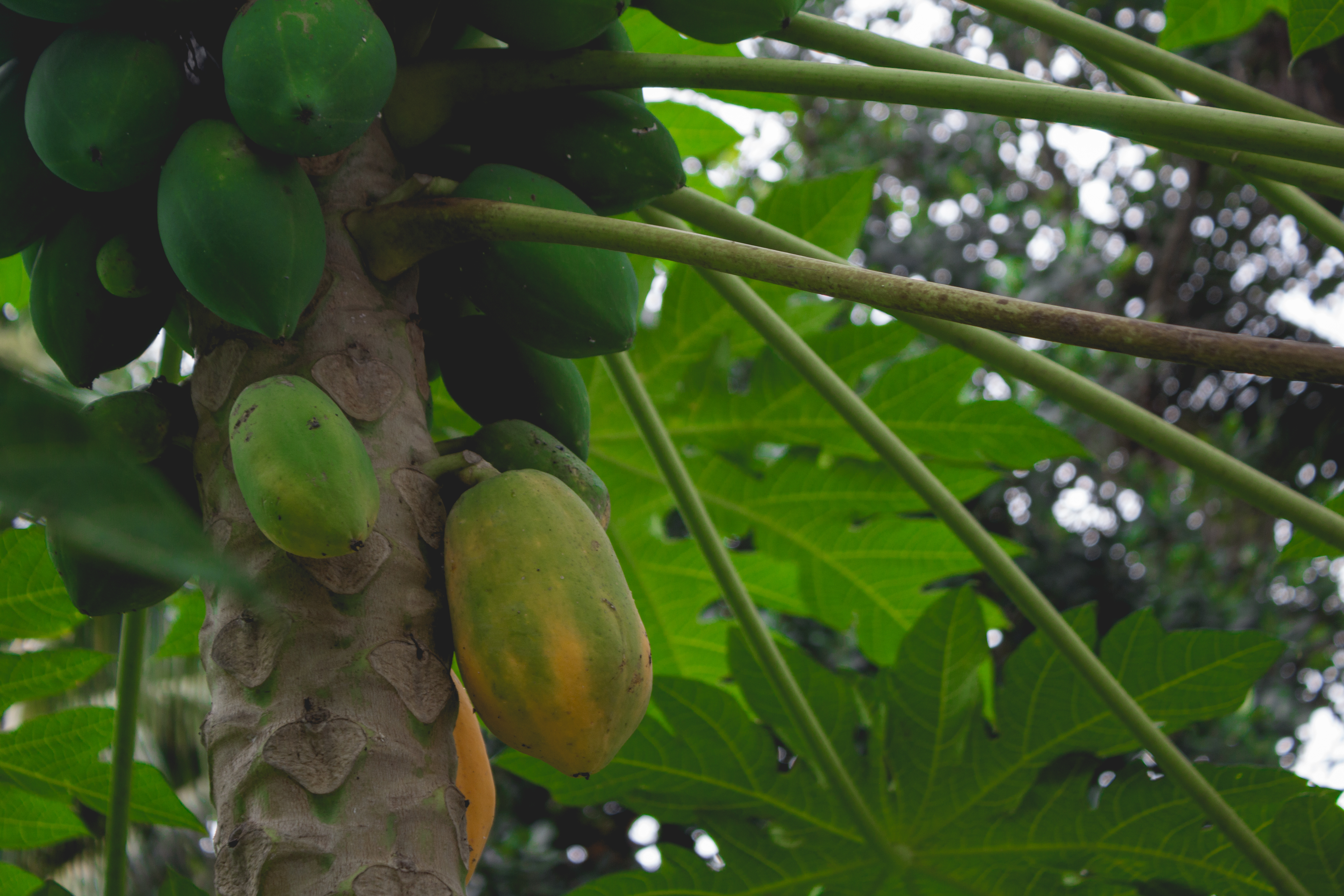 Fresh papaya fruit